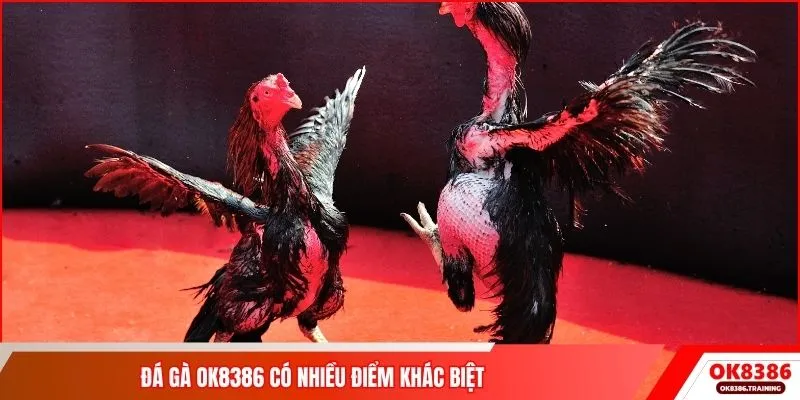 Đá gà OK8386 có nhiều điểm khác biệt