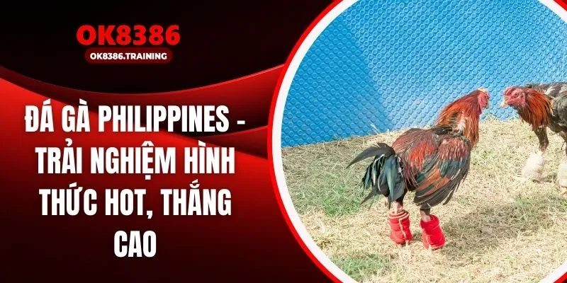 Đá Gà Philippines – Trải Nghiệm Hình Thức Hot, Thắng Cao