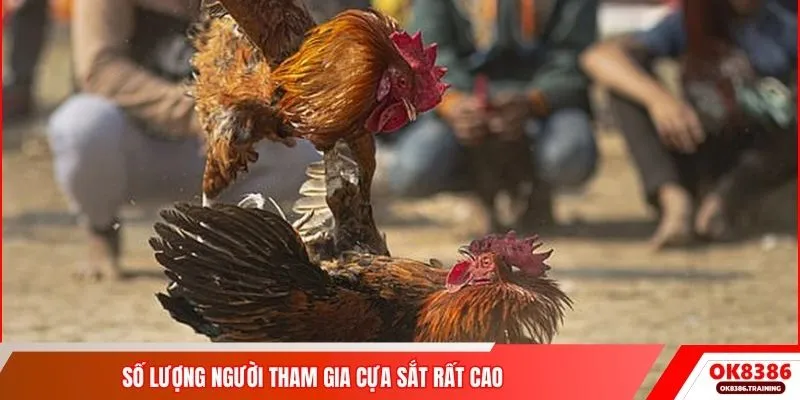 Số lượng người tham gia cựa sắt rất cao